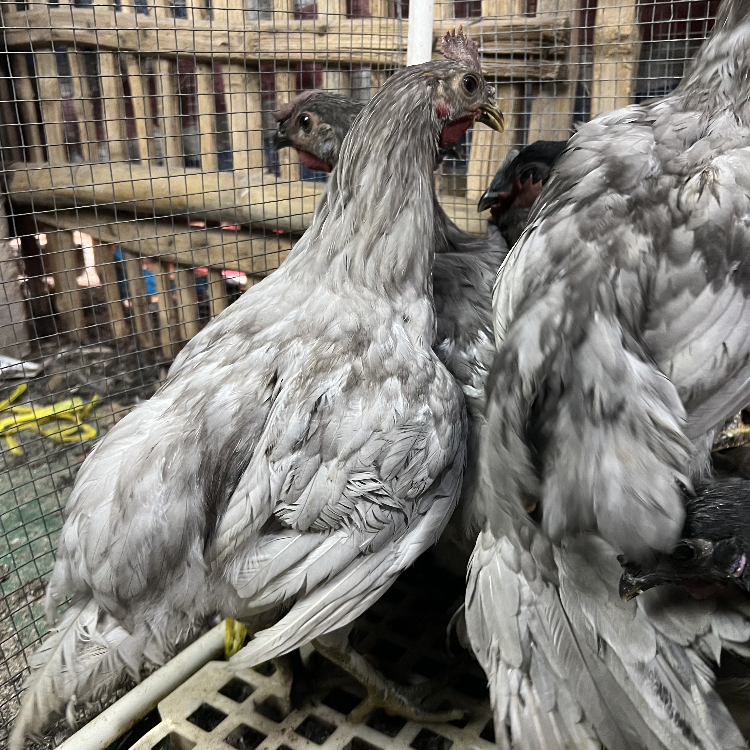 宠物鸡瓦灰-大公鸡-特快发货