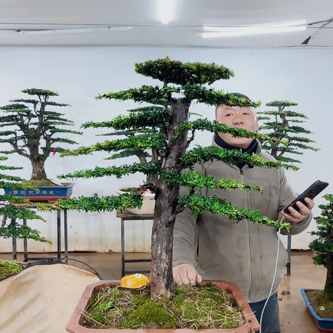 无花朵盆景园林……