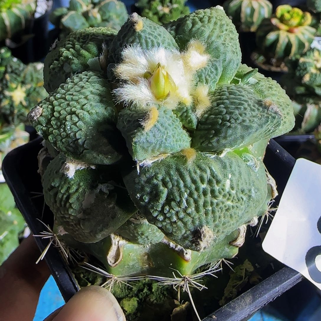 哥怒335仙人球开花