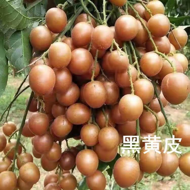 正宗香蜜黑金刚黄皮嫁接苗，南方可盆栽地载庭院种植