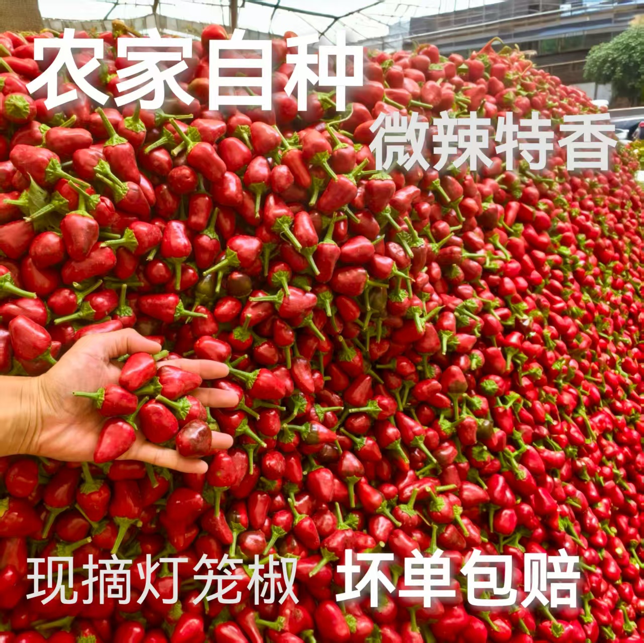 新鲜现摘灯笼椒草莓辣椒子弹头辣椒香辣可口可做泡椒剁椒中辣超香