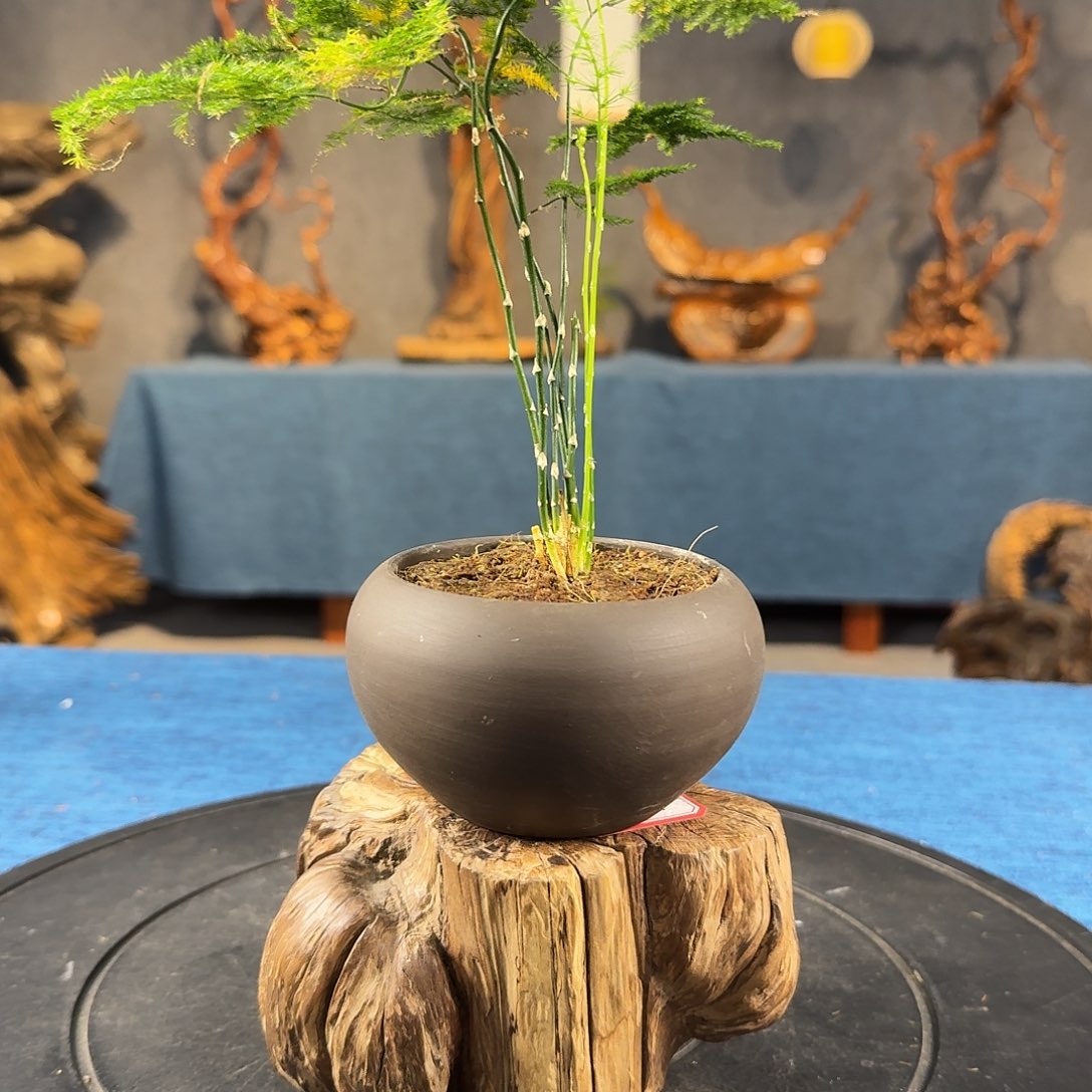 蓟木瘤摆台自然一体随形摆件