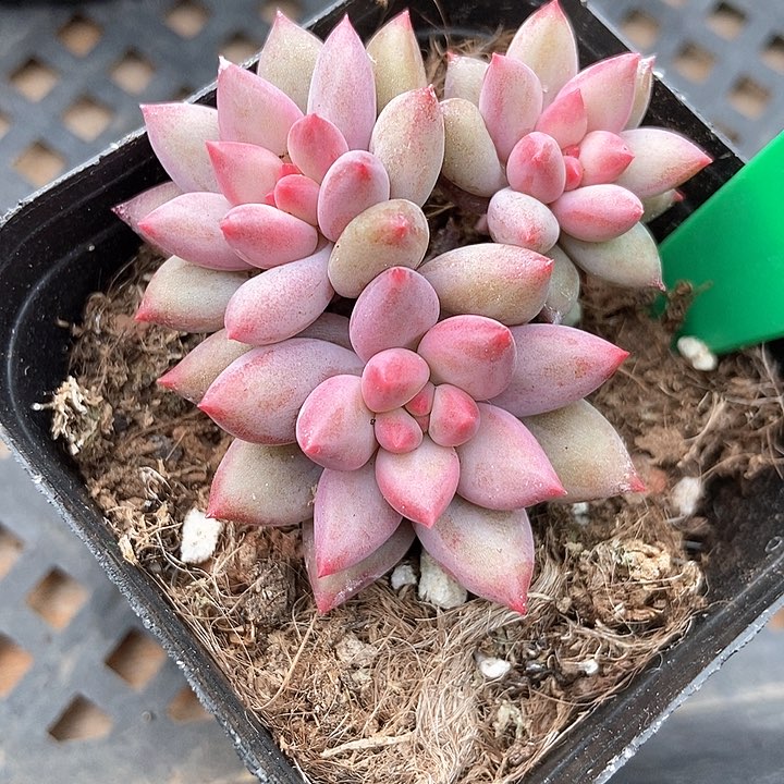 多肉植物虞美人689