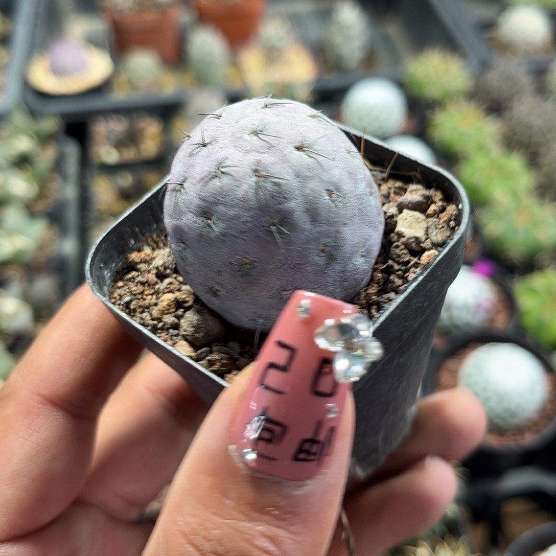 习志野单头发货单头发