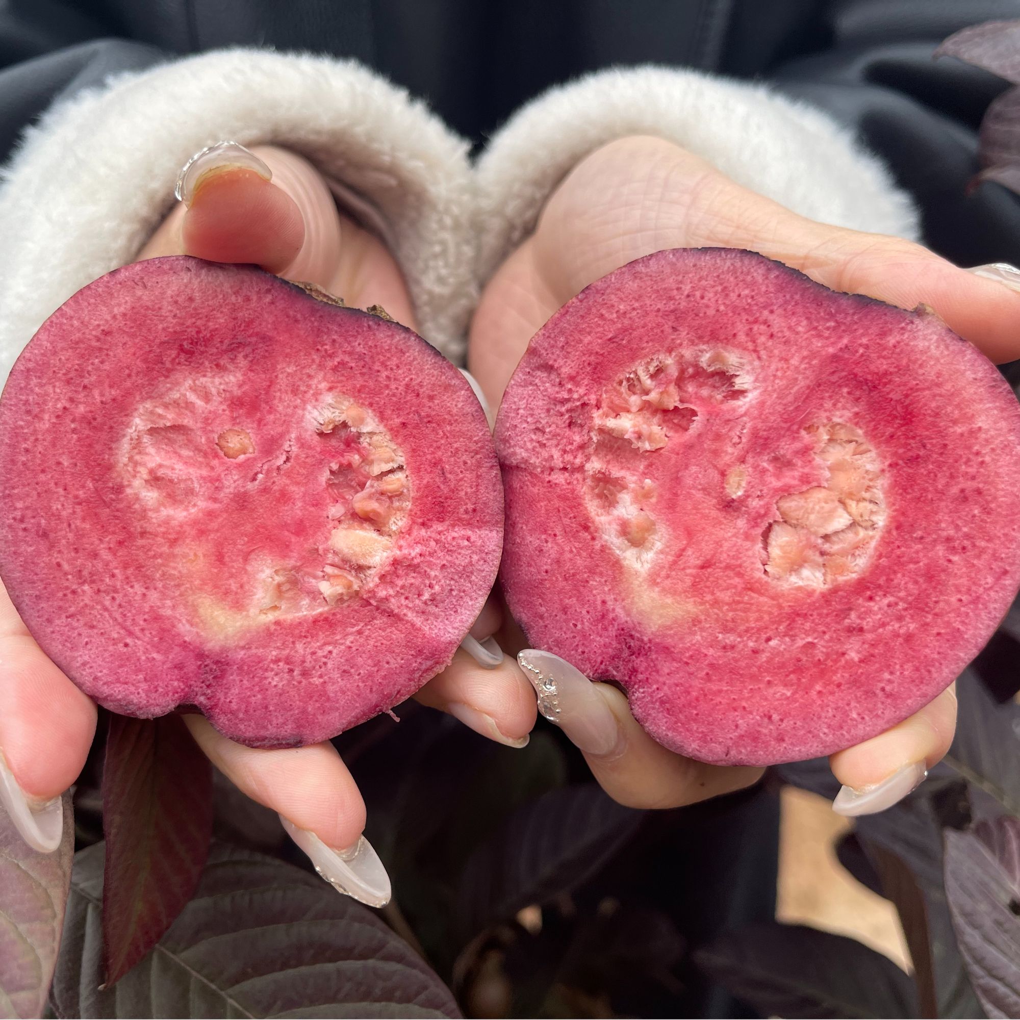 新品紫叶红心番石榴苗嫁接树四季开花 结盆栽地栽