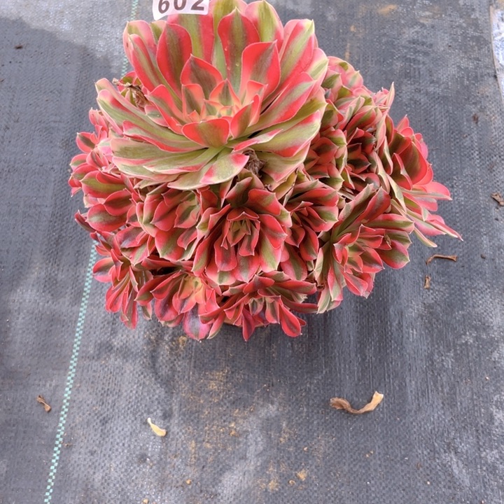 602老庄多肉法师女巫