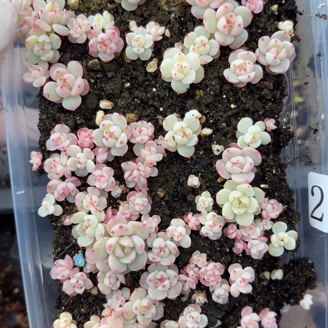 多肉植物多肉植物208