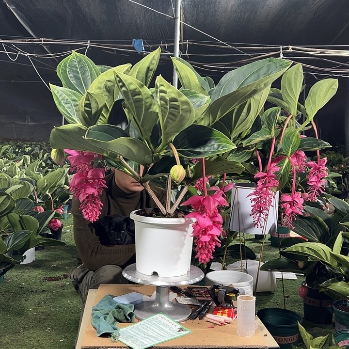 小***a少量花朵（建议范围：2朵-5朵 或40%以下）