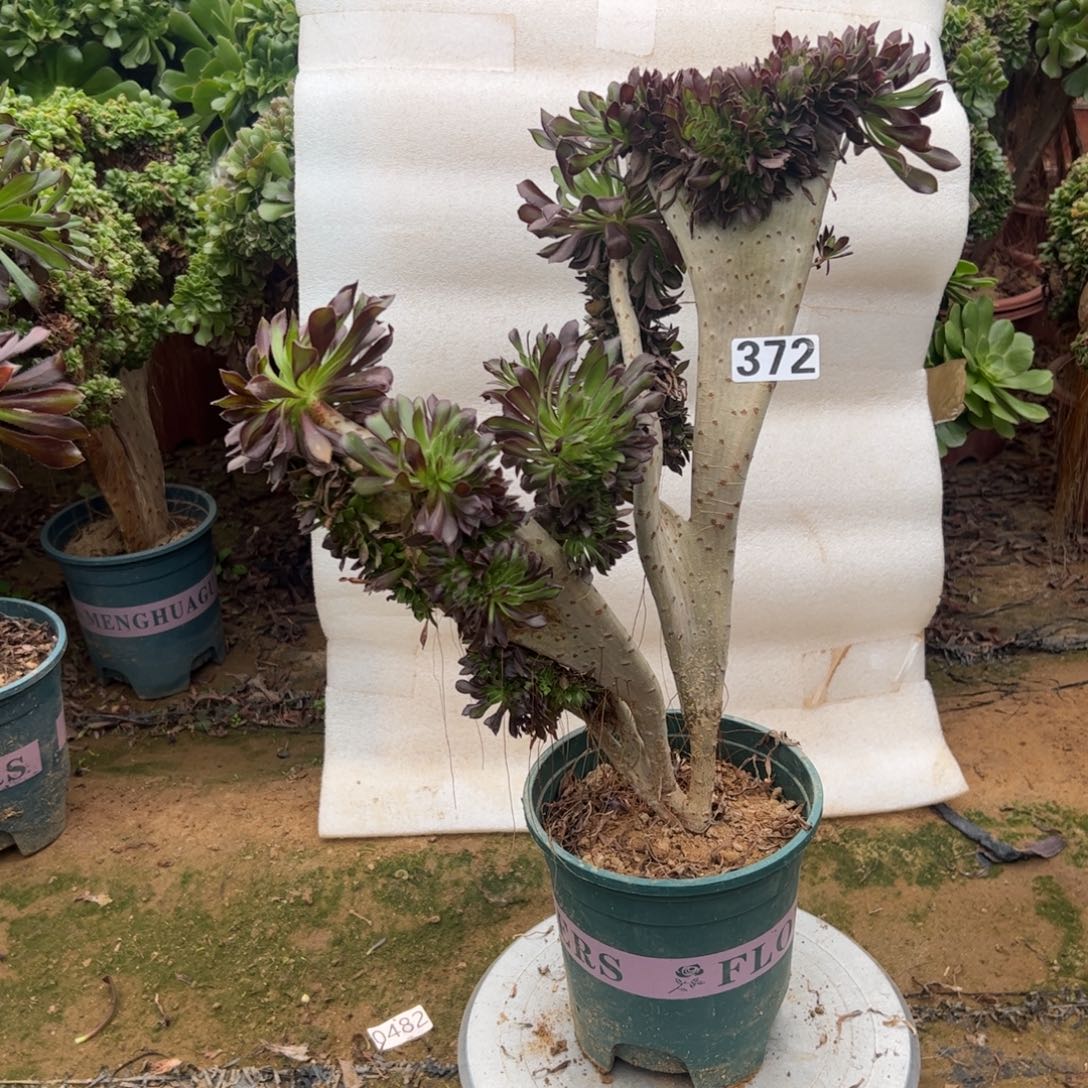 黑缀372高度40厘米