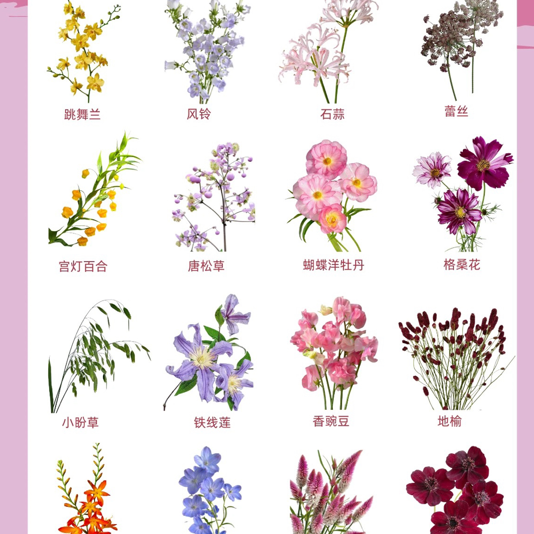 【草花】走播 任意拍三单及以上包顺空鲜切花百分之20花损不售后