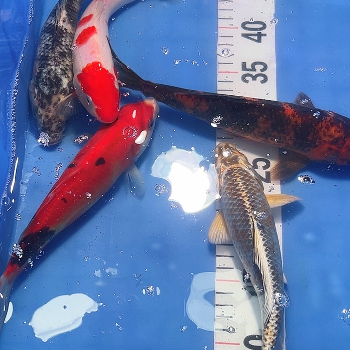 锦鲤锦鲤锦鲤好养