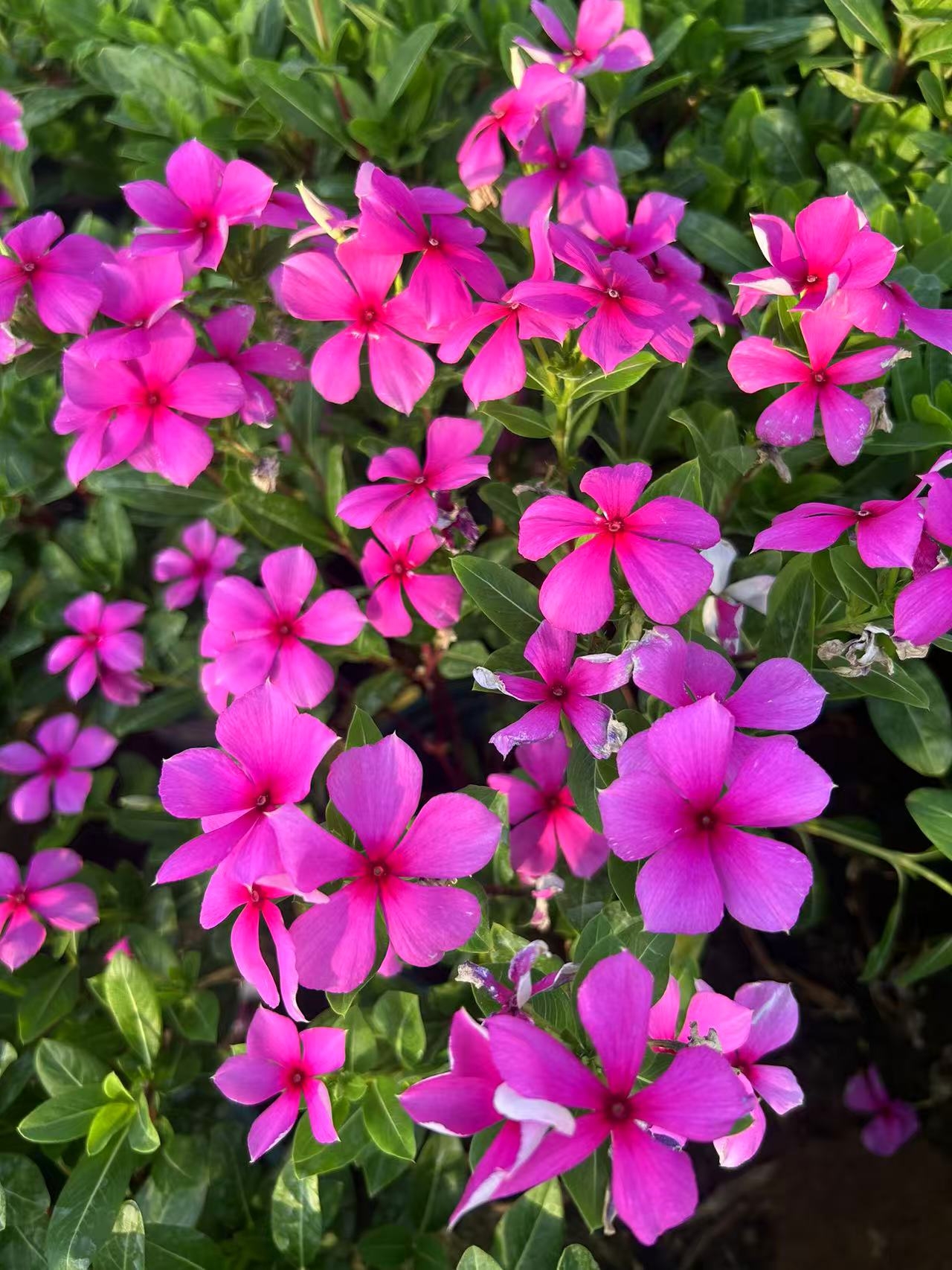 木本天天开棒棒糖长春花 金达莱 花卉盆栽绿植 （默认发花苞多的）