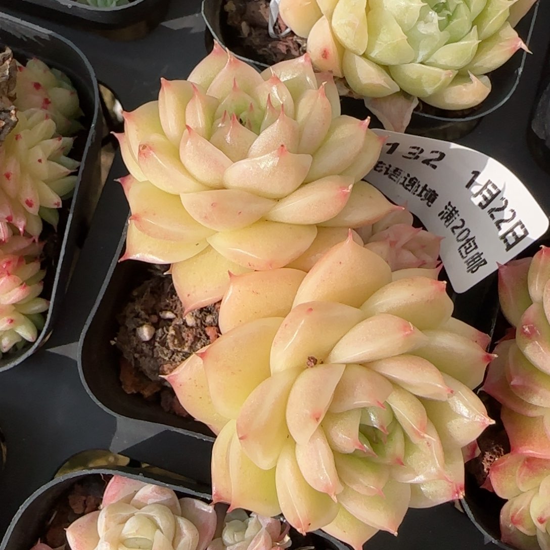 花语逸境0122-132