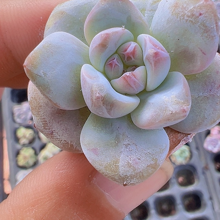 冰魄精品多肉植物