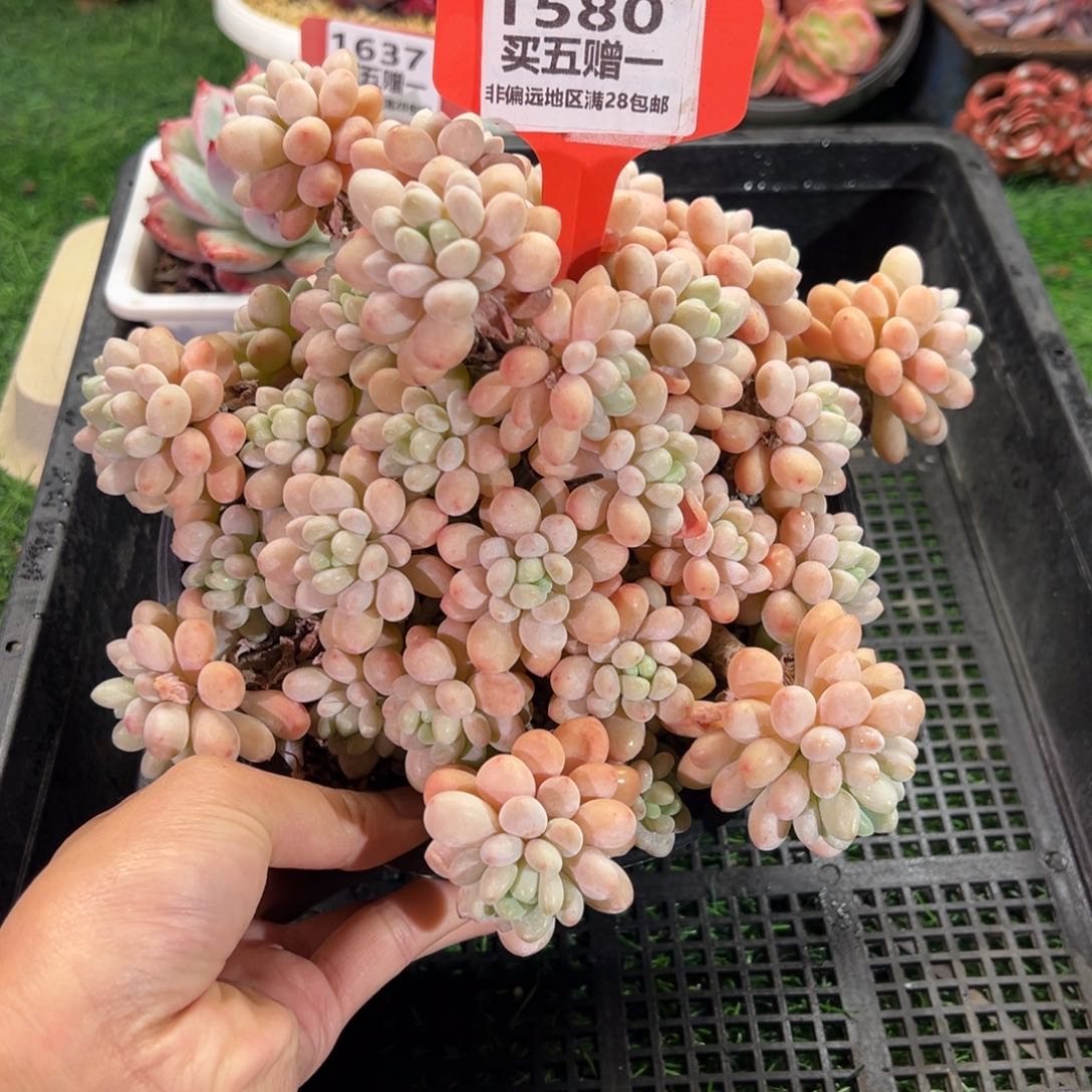 表妹精品多肉1580: