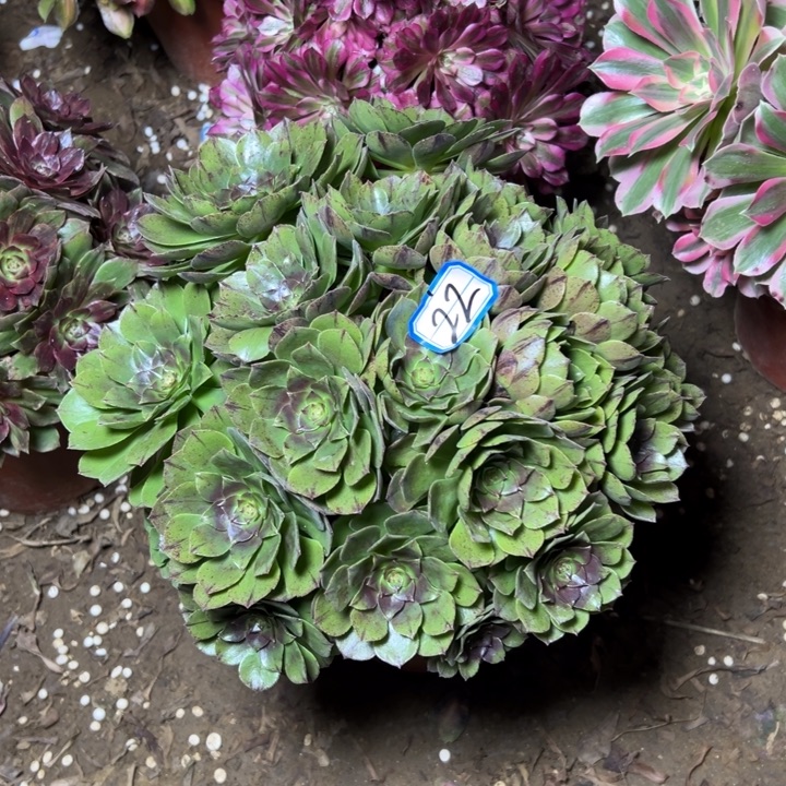 多肉植物万拉法师22