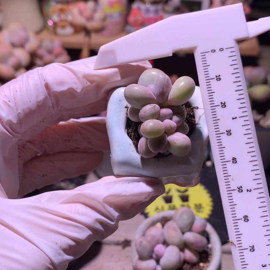 群生缀化，水光针奶酪金