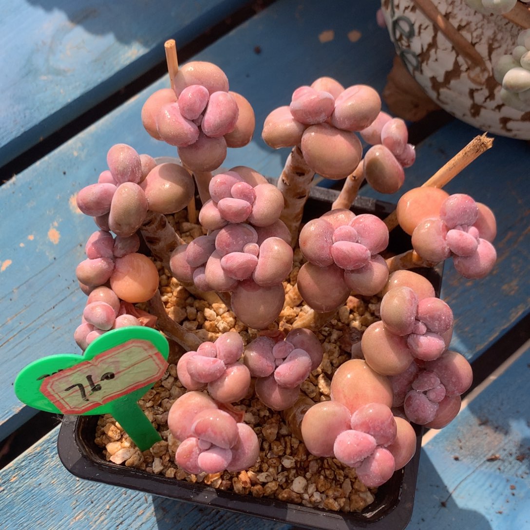腰子蛋老桩无砍平头760