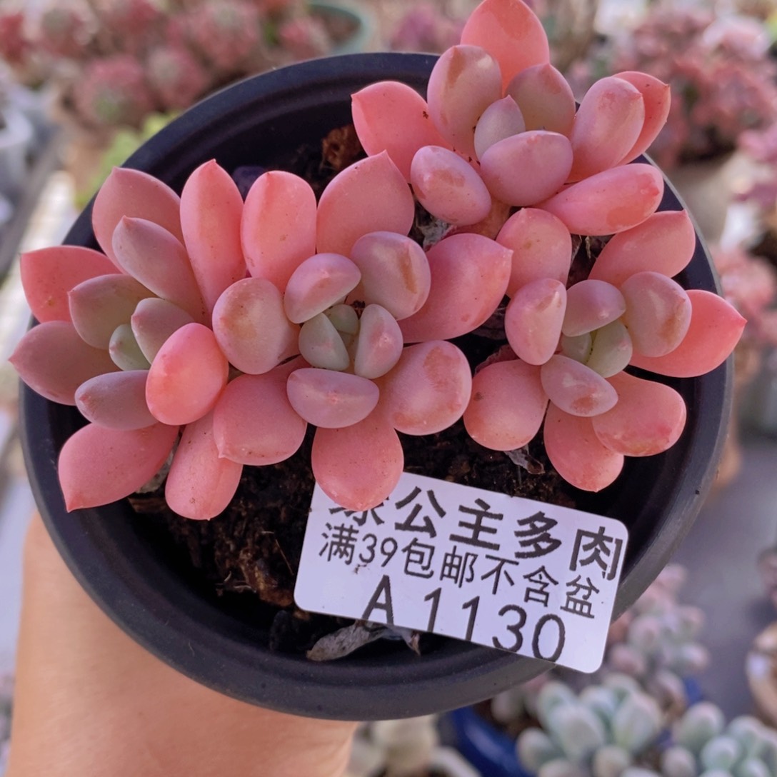 粉桃花7cm1130多肉植物