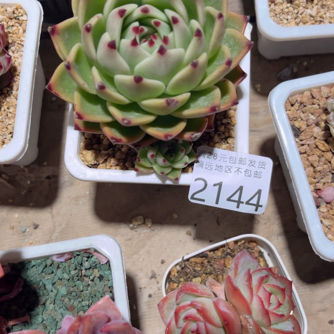 2144；g s g x b vb n