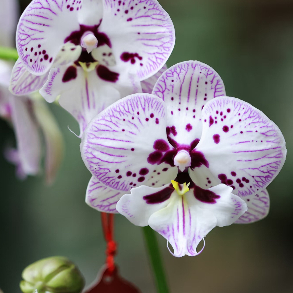 丞亦园艺【再见萤火虫贵族品种稀少蝴蝶兰】