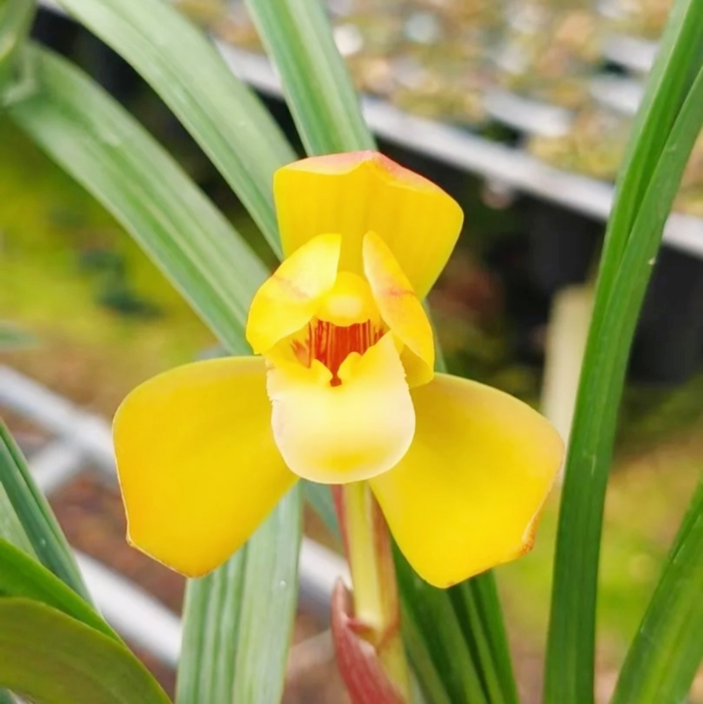 春兰【黄荷素】金色荷瓣花艺双全 浓香 矮种好养四季开花自然棚兰花