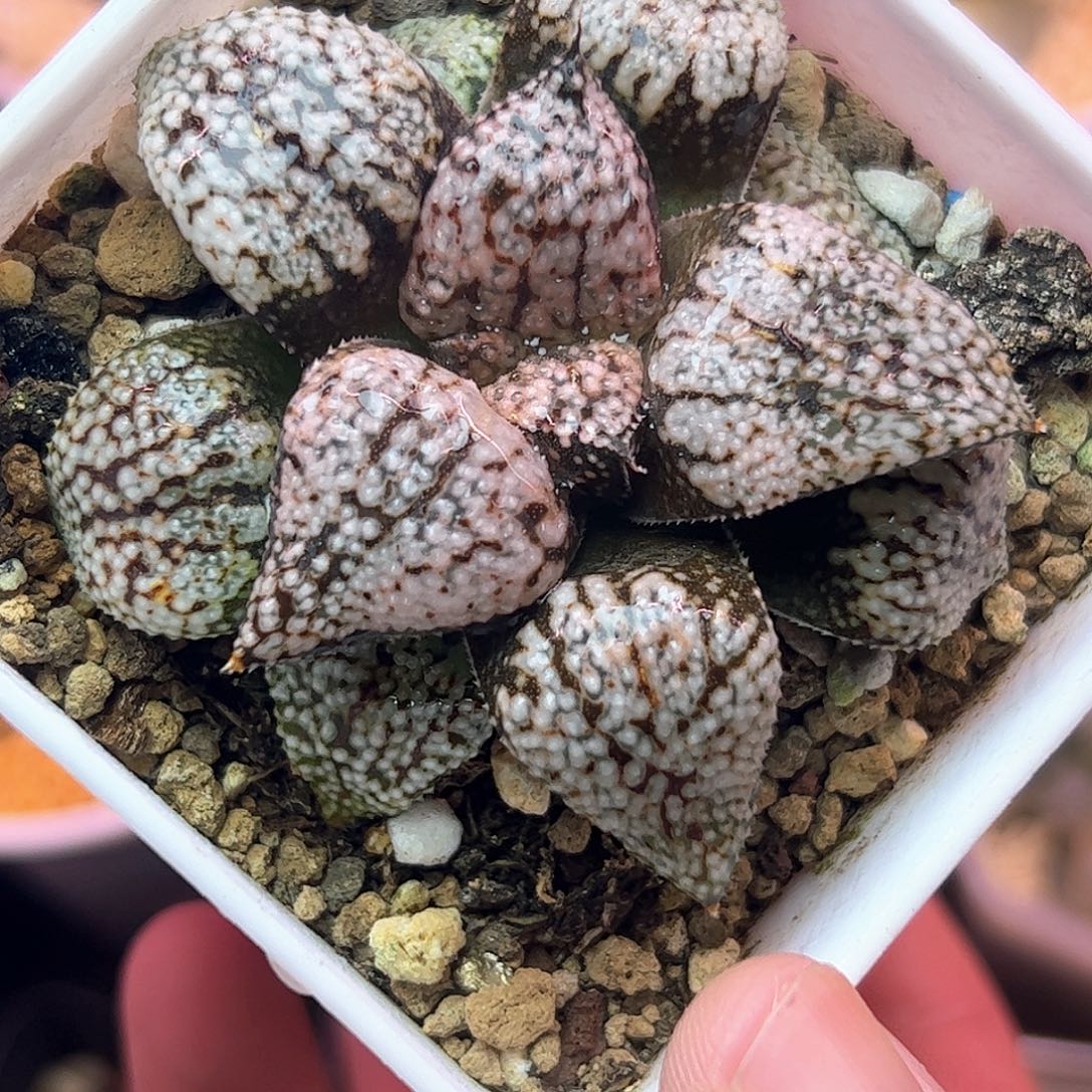 白银十二卷多肉植物园