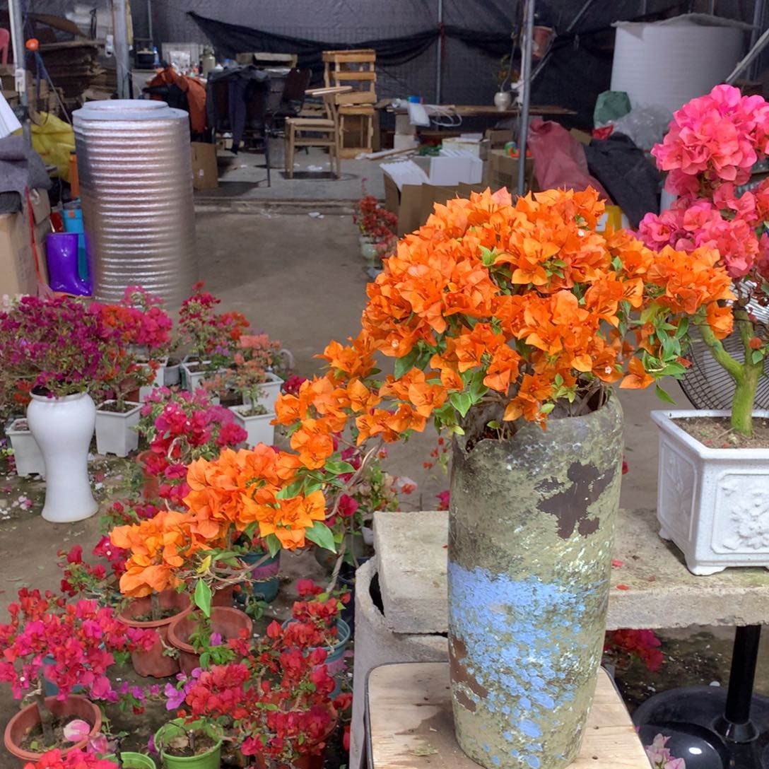 大量花朵（建议范围：8朵-15朵 或40%以上）