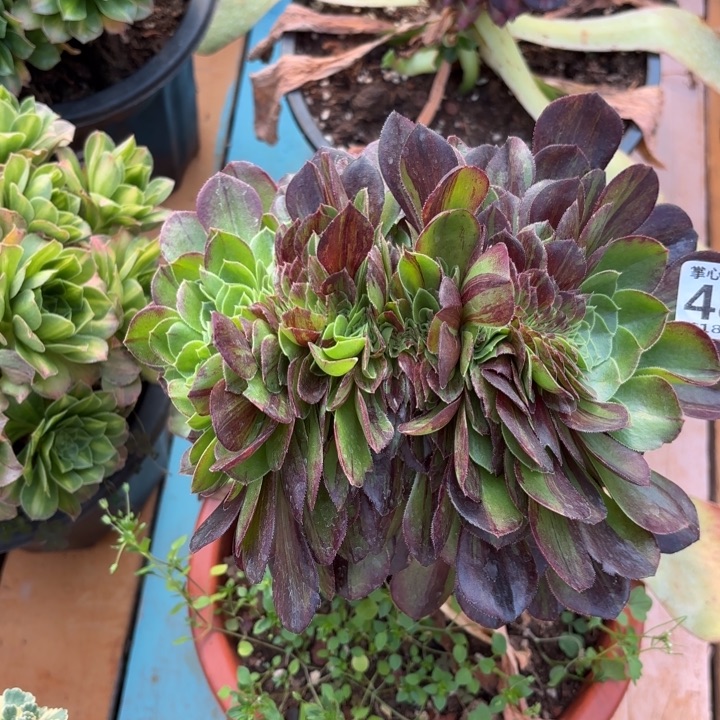 路***487花月夜缀化掌心多肉法师锦，