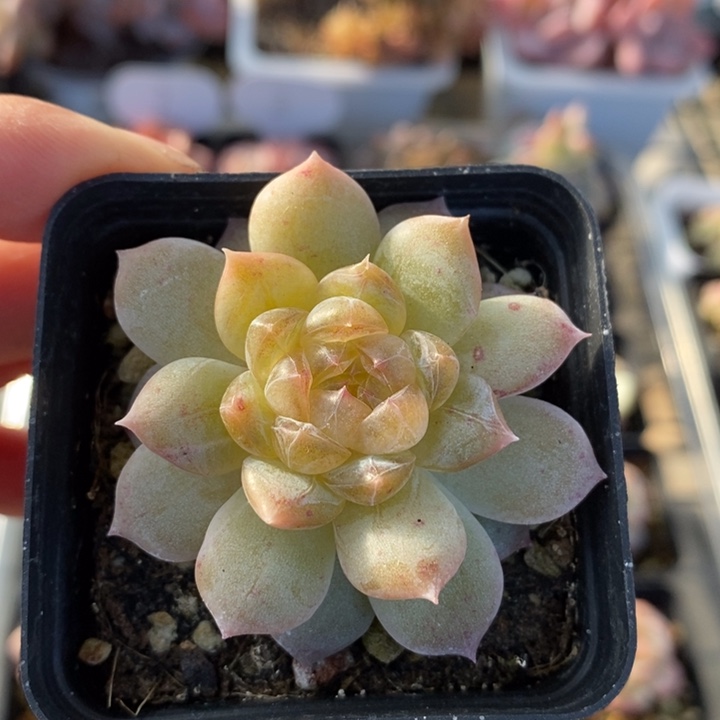 白冰 多肉 1111111.12