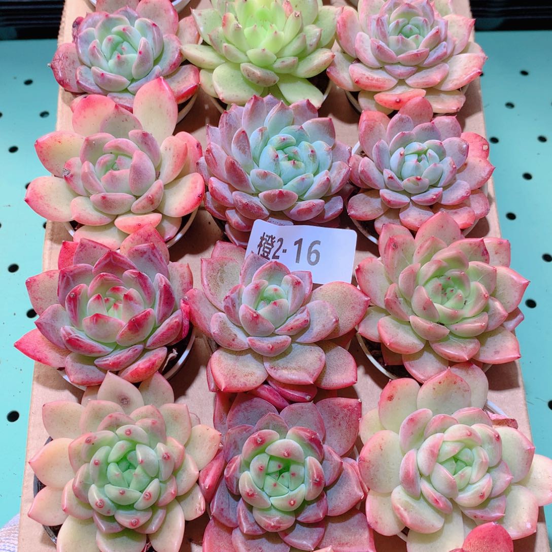2-16一物一拍多肉带盆18颗