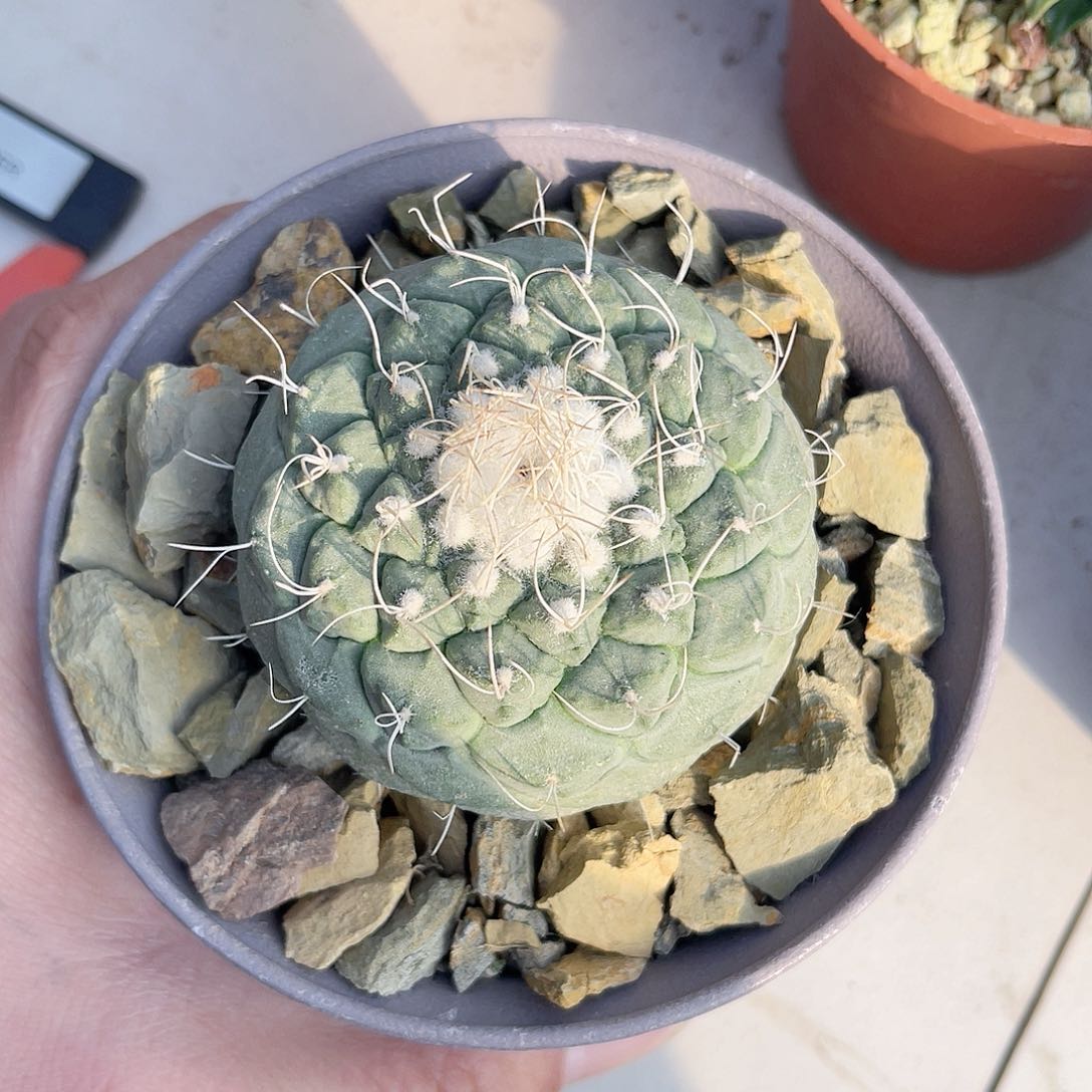 实生菊水6.3公分带盆