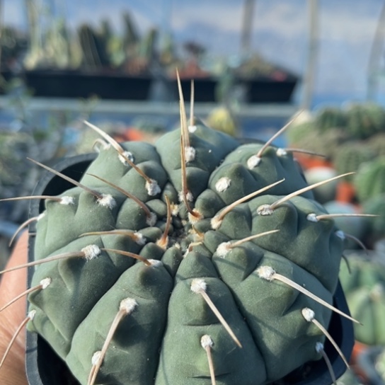 仙***儿当前无花栽培后可以开花实生一本刺