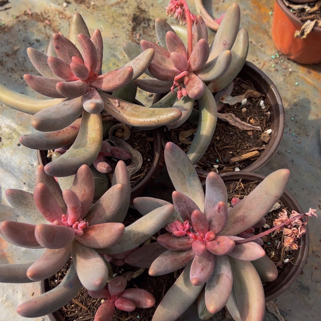 红手指单头四盆多肉