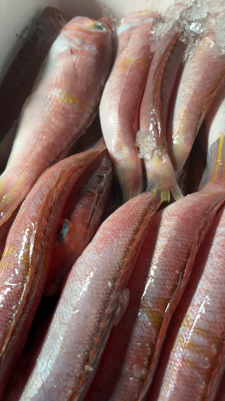鲜活红马头（马头鱼）汕尾港冷冻水产大小条都有（包邮到家）新鲜食用