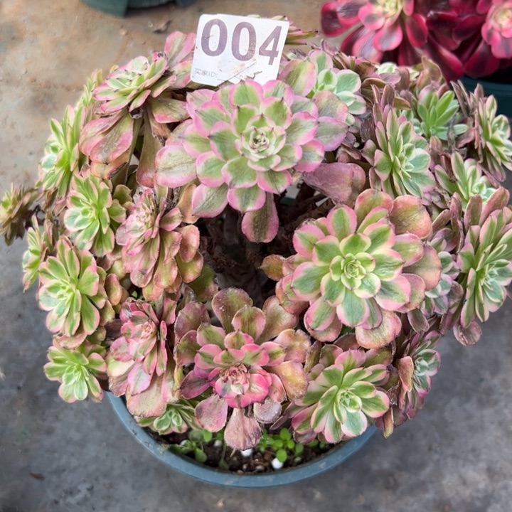 004粉霞25厘米左右