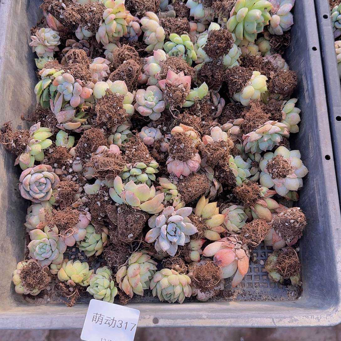 直播一物一拍多肉317