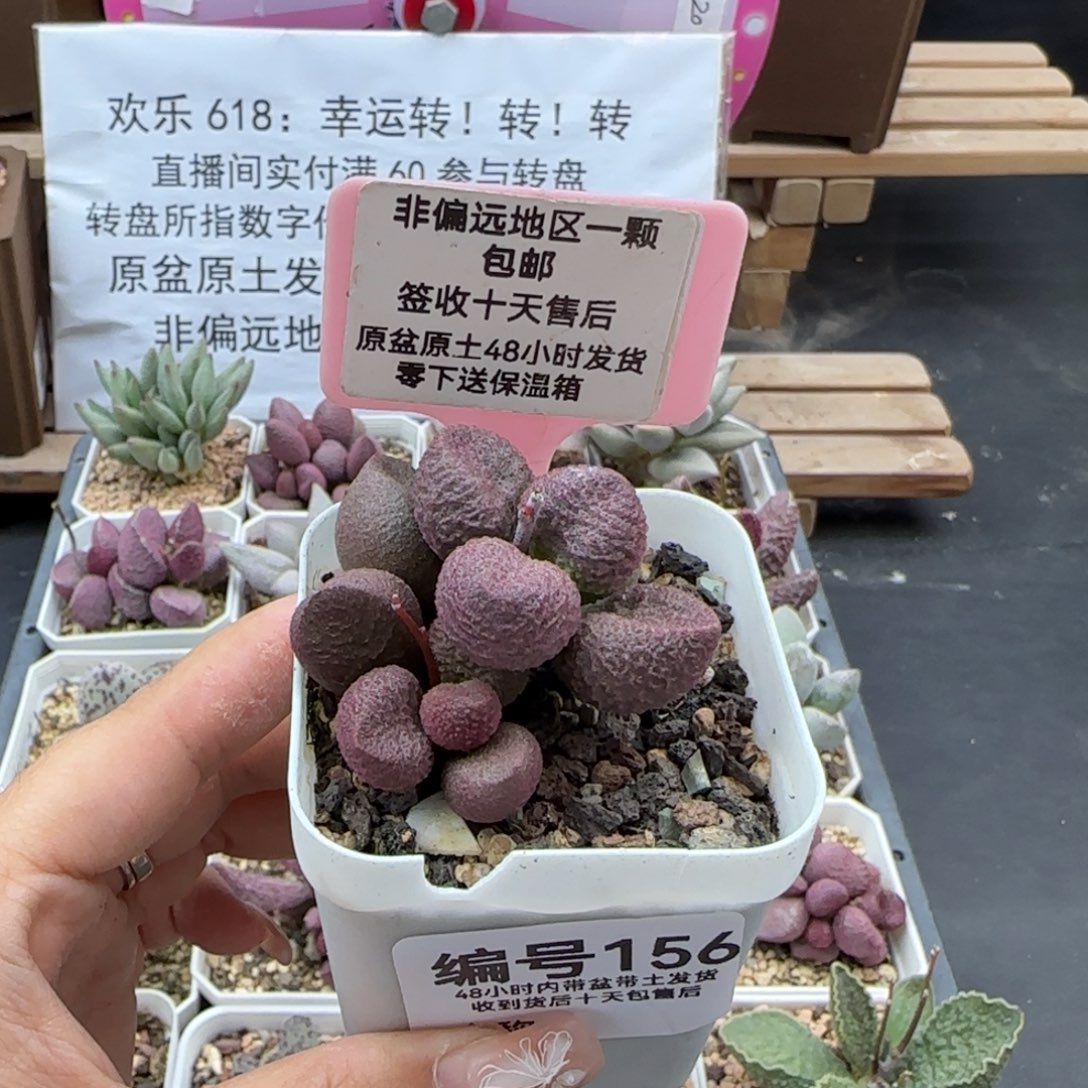 156水蜜桃多肉植物