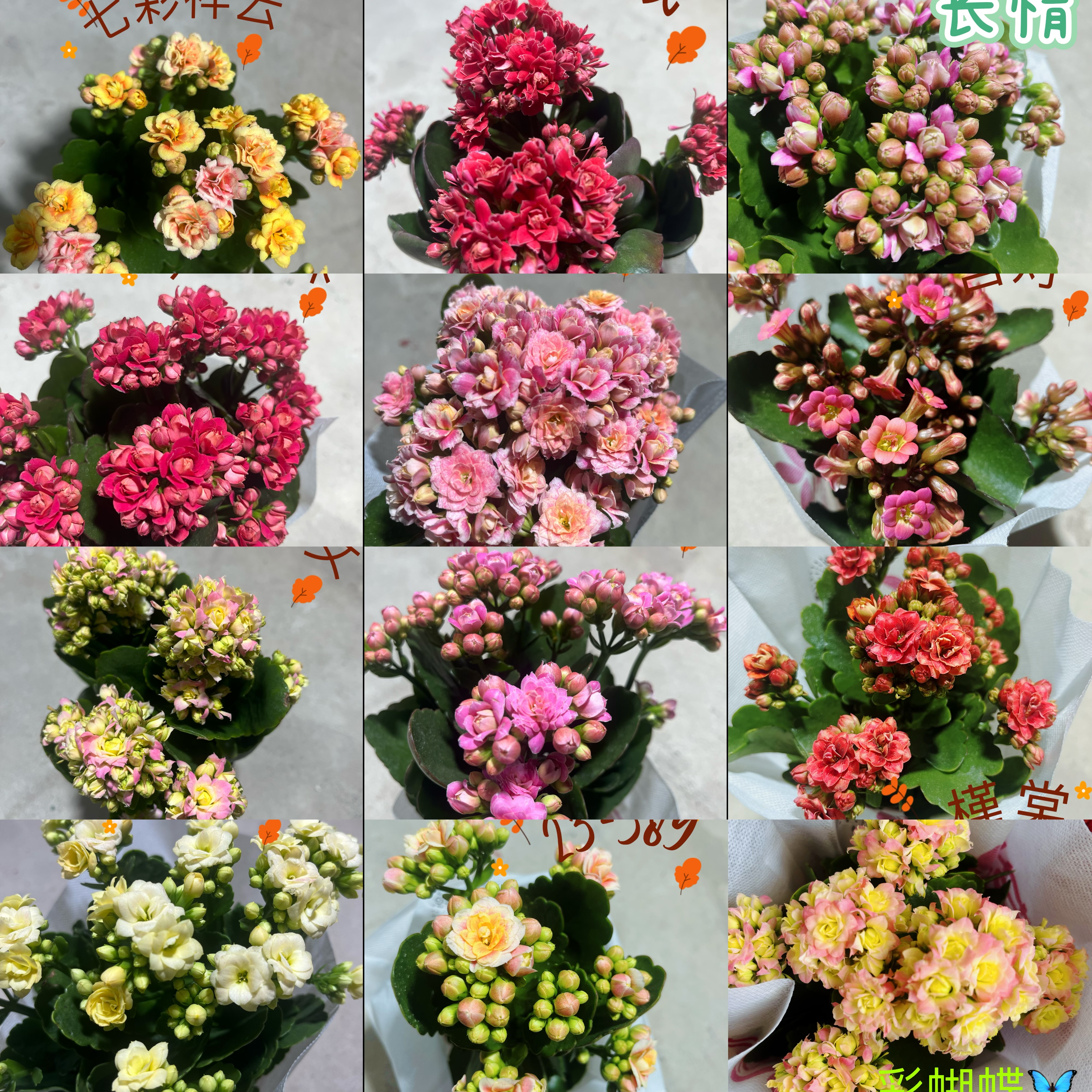 长寿花盆栽110@盆一箱【5盆5色】0度以下不拍保温棉无售后