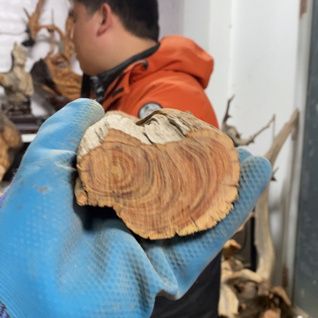 柏木蛇**转我们都是好孩子