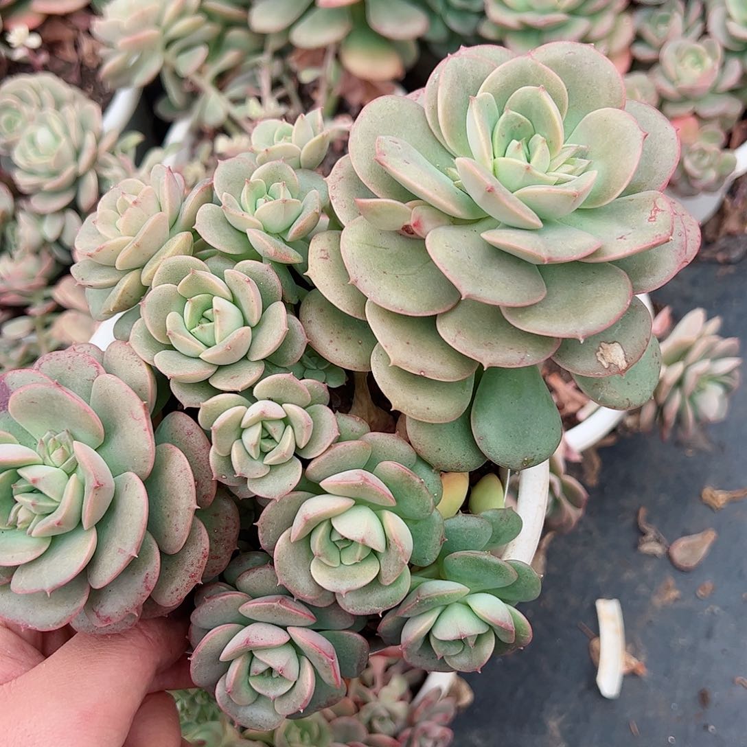 妮可莎娜玫瑰大盆群生