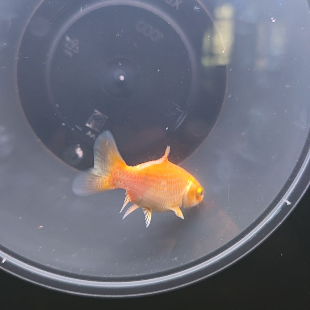 蝴蝶鲤?***勤蝴蝶鲤苗子，包邮包活！