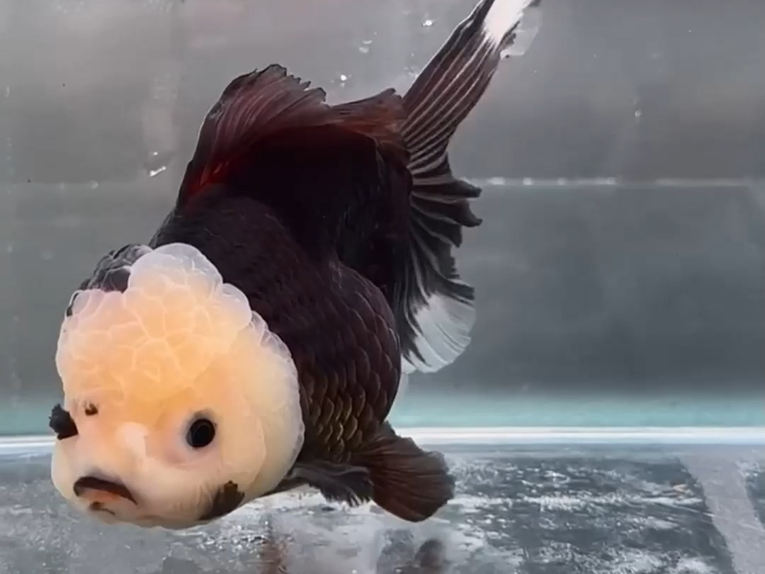 活体-精品泰狮-金鱼冷水鱼-渔场养殖耐活观赏鱼