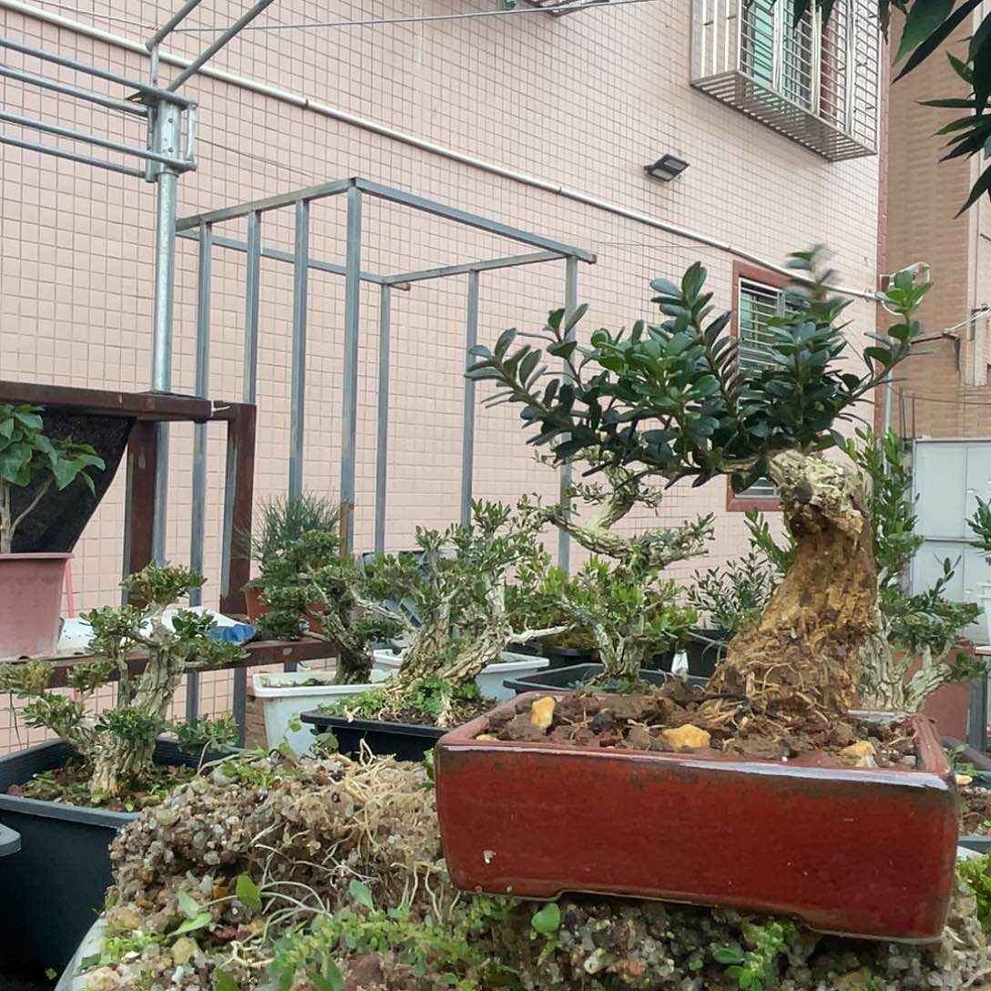 无花朵广东雀舌黄杨嫁接赛珍珠