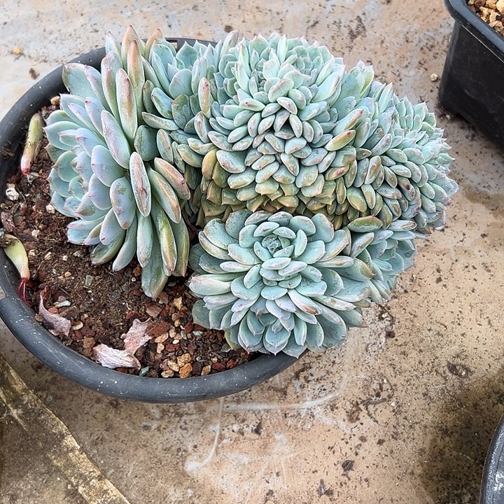 冰珀群生缀化多肉