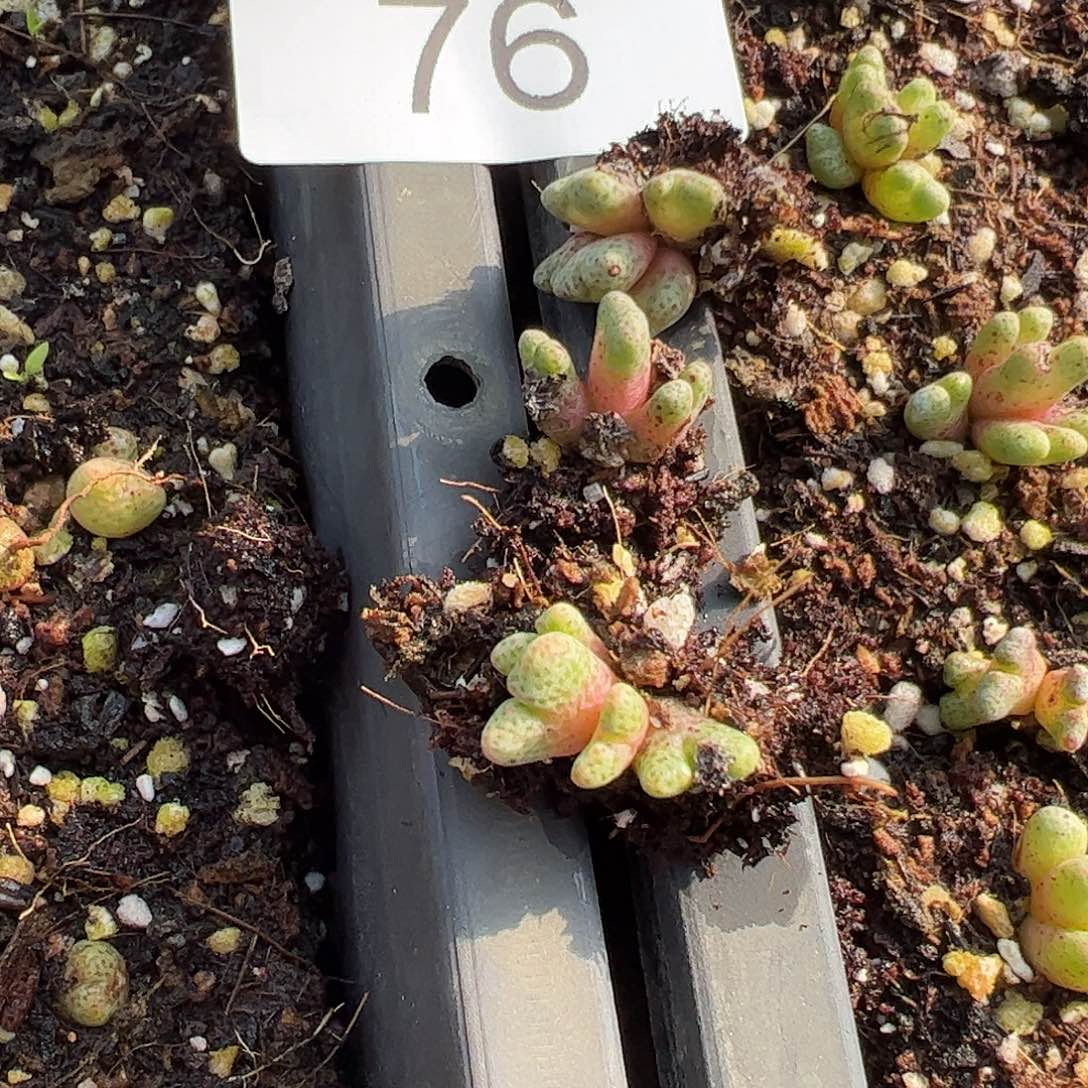 小***李一物一拍。           76