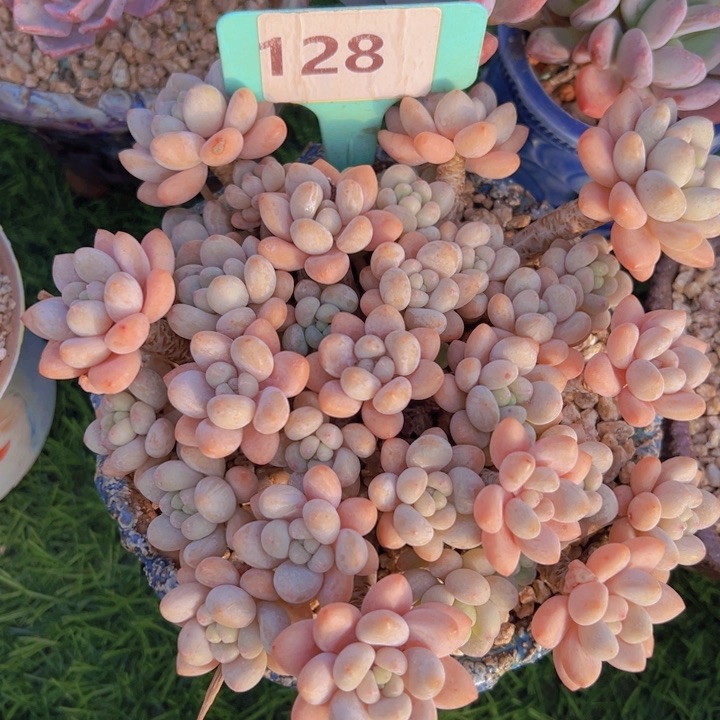 健健康康平平安安