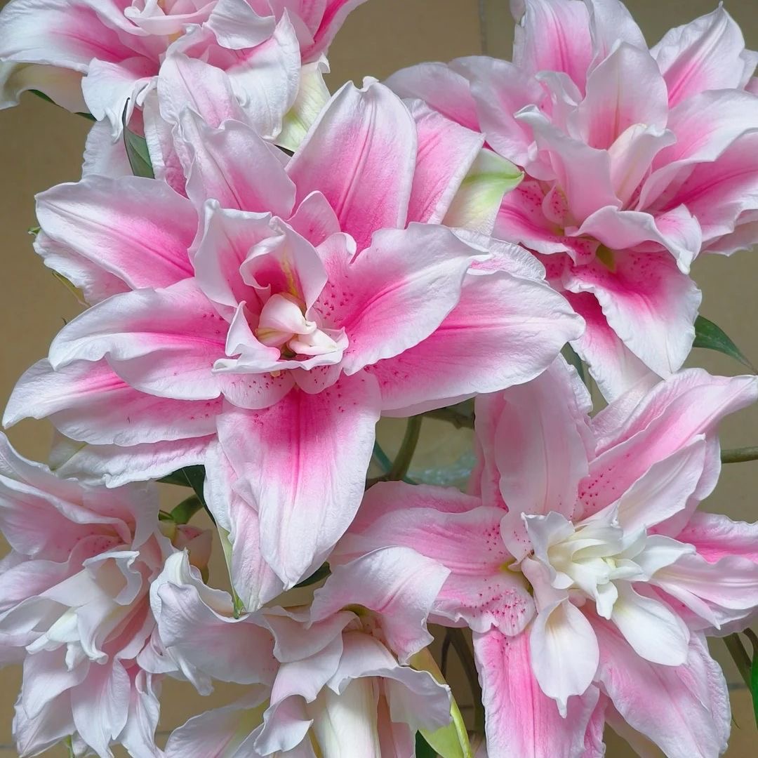 22周长香水秋百合伊莎贝拉进口种球带芽重瓣耐寒耐热庭院阳台绿植