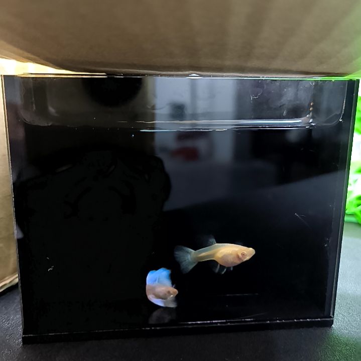 海水鱼精品孔雀鱼，极光幻彩，一公一母。