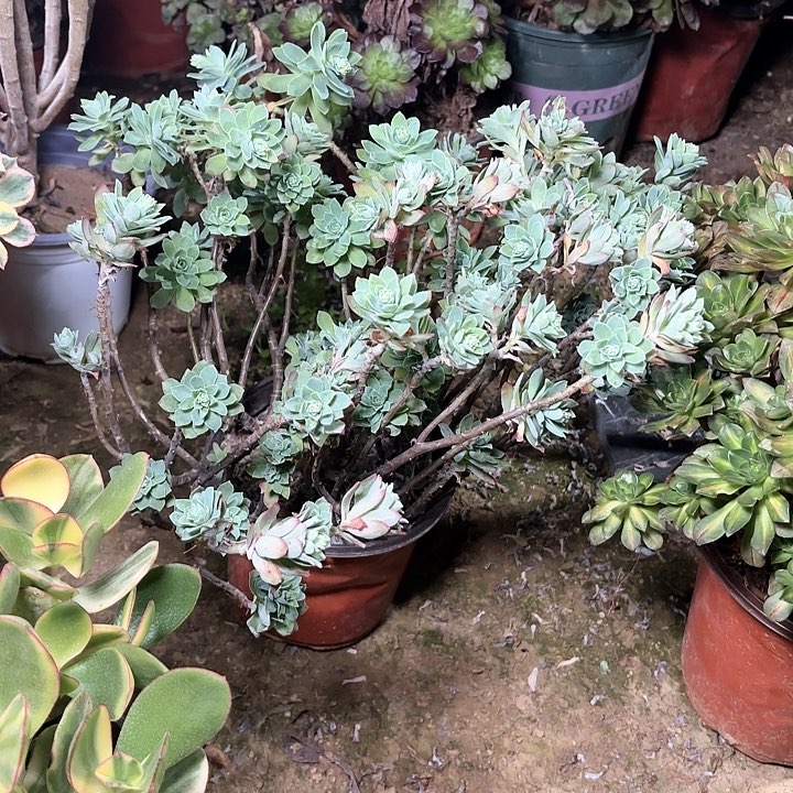 多肉植物薄化桩51